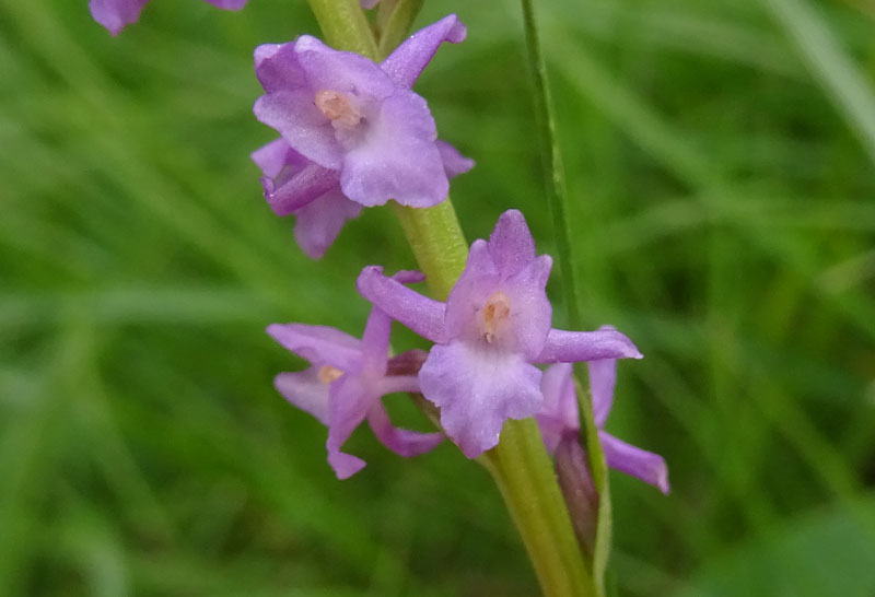 sono 2......Gymnadenia odoratissima ?....s !